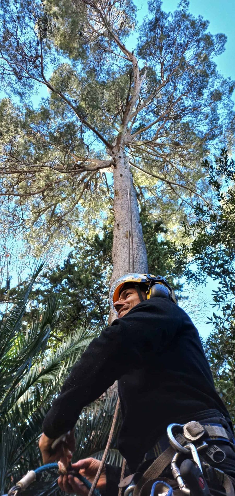 Arboriste au pied d’un grand pin
