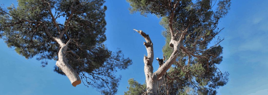 Branche sectionnée lors d’un démontage de pin