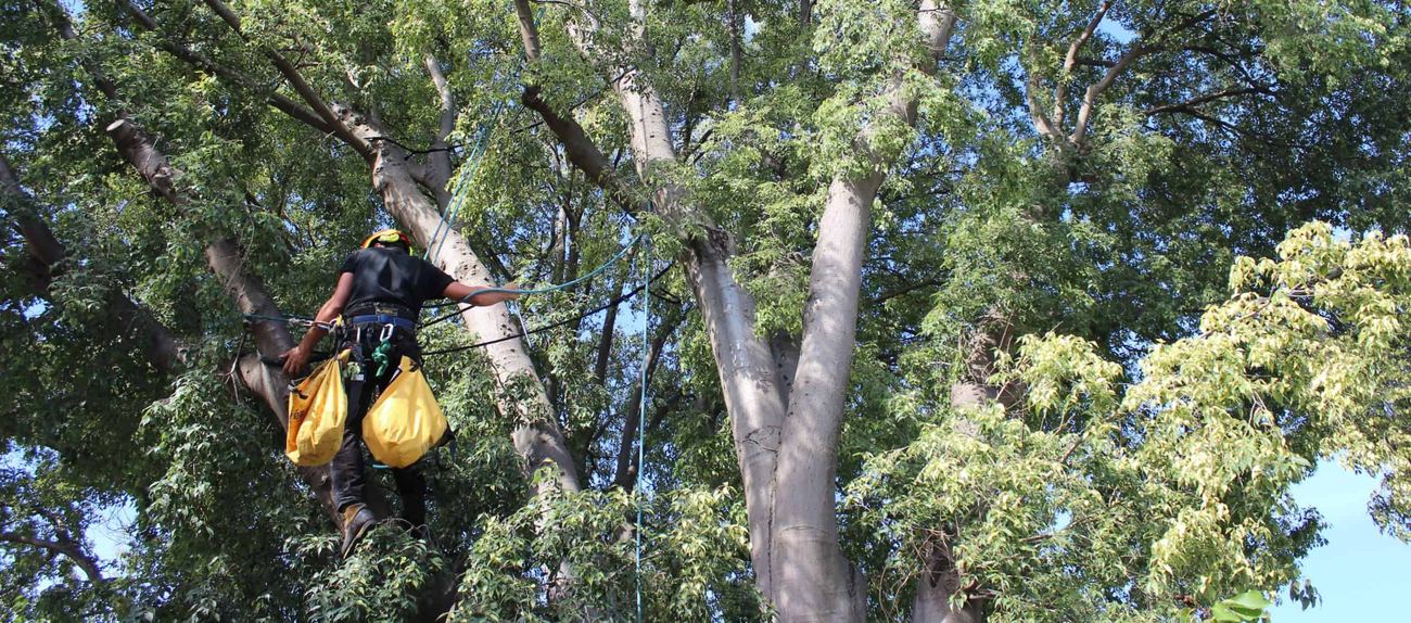 Arboriste sur cordes dans un grand arbre