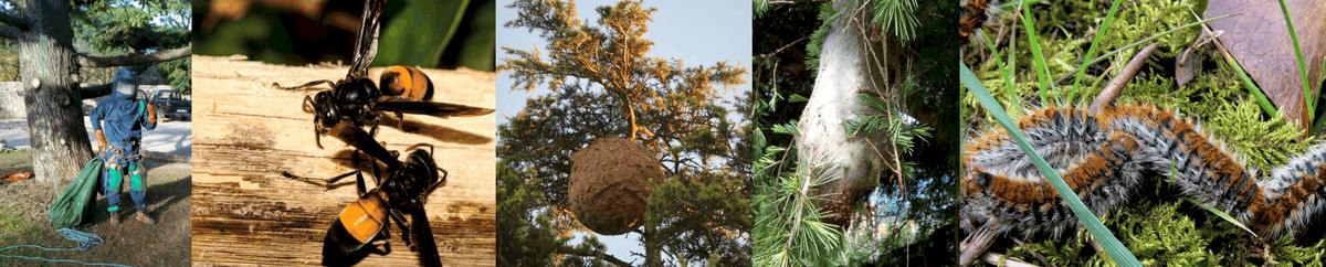 Chenilles processionnaires et frelons asiatiques
